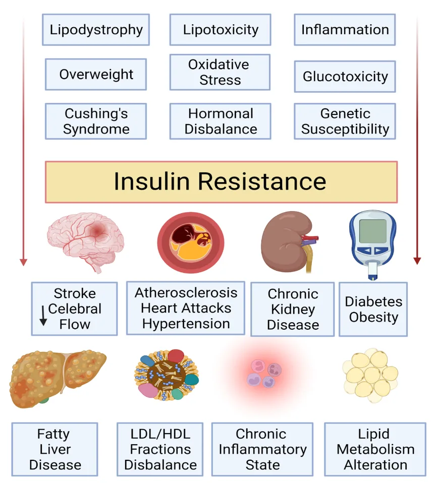 insulin